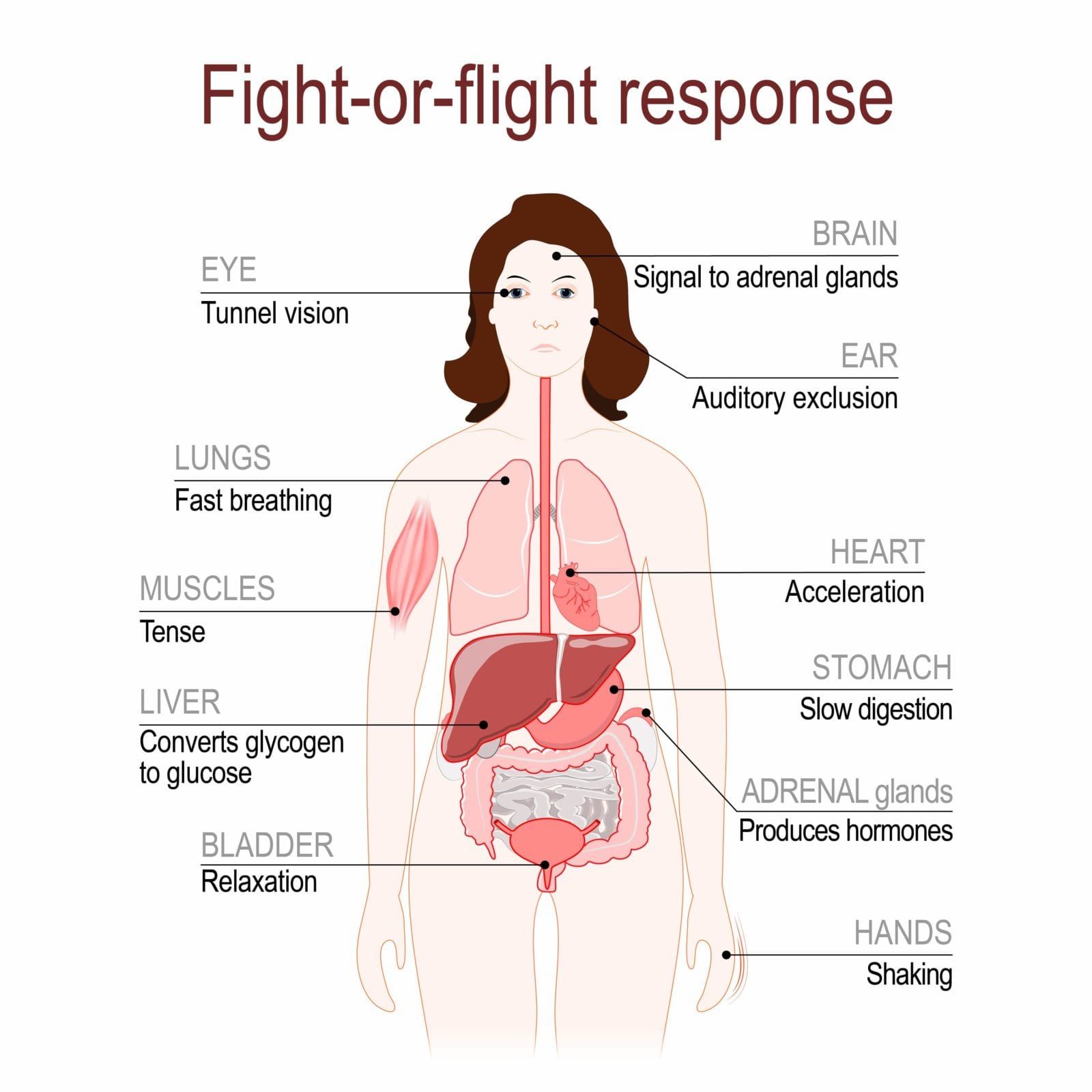 fight or flight response diagram